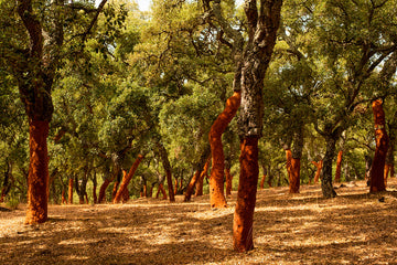 Cork tree farm in Portugal